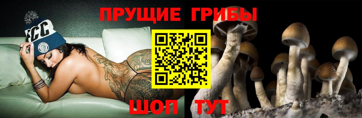 где можно купить наркотик  Вход с VPN  Тольятти  Галлюциногенные грибы Psilocybe  Галлюциногенные грибы Cubensis 